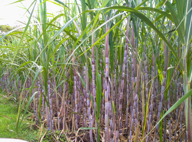 Tebu or sugar cane (Saccharum officinarum Linn) Rows of sugar cane (Saccharum officinarum Linn) on the plantation sugar cane saccharum officinarum stock pictures, royalty-free photos & images