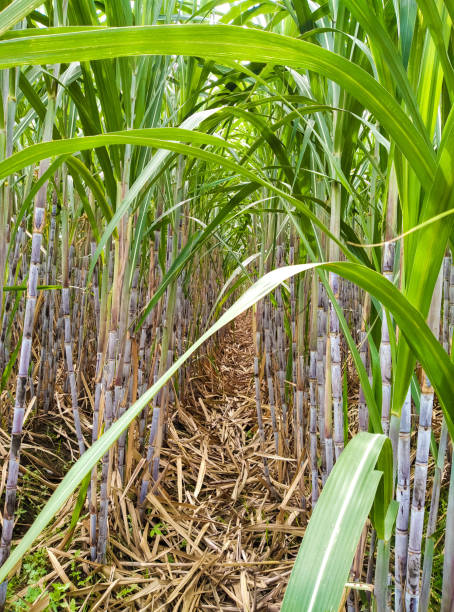 Tebu or sugar cane (Saccharum officinarum Linn) Rows of sugar cane (Saccharum officinarum Linn) in the plantation sugar cane saccharum officinarum stock pictures, royalty-free photos & images