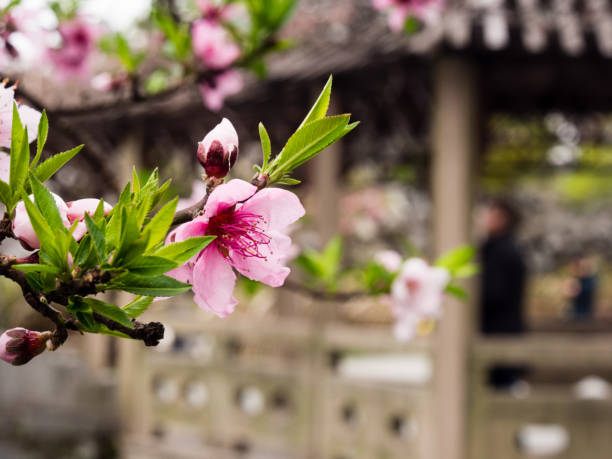 Pink cherry blossoms on a branch in classical Chinese garden stock photo