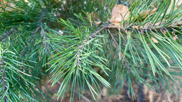 istock a green branch of a pine tree in the forest 1434248827