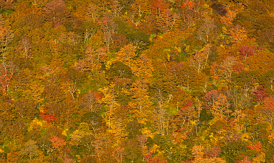 Autumn, Forest, Pine Tree, Pine Woodland, Season