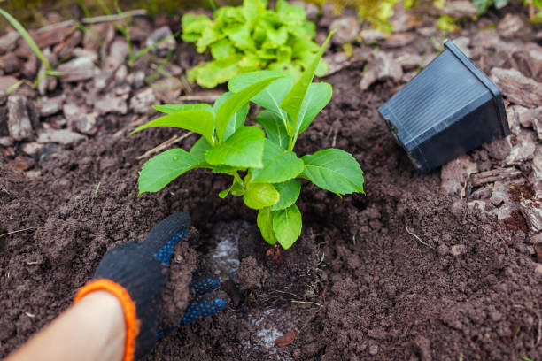 istock Gardener transplanting bigleaf hydrangeas from containers adding soil. Autumn seasonal work. Outdoor hobby 1434249114