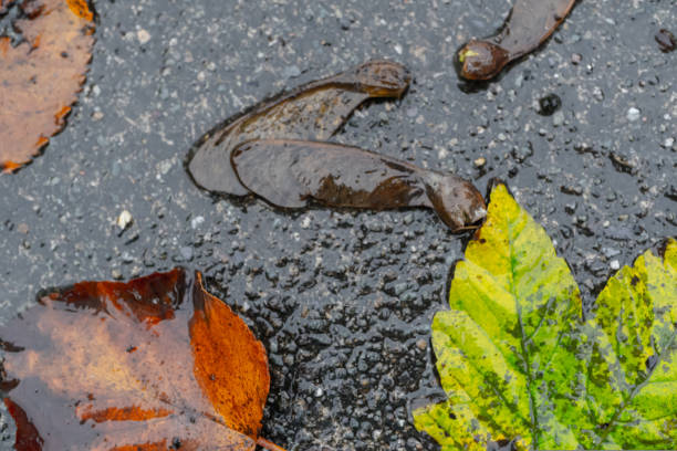 multi-colored autumn foliage on the pavement wet from the rain. High quality photo