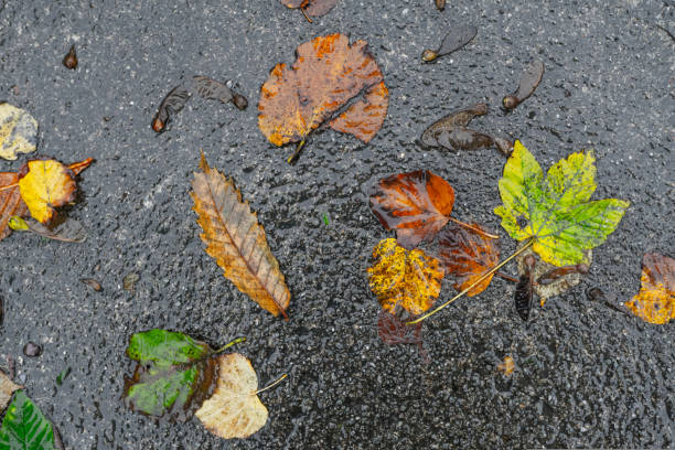 istock multi-colored autumn foliage on the pavement wet from the rain 1434253263
