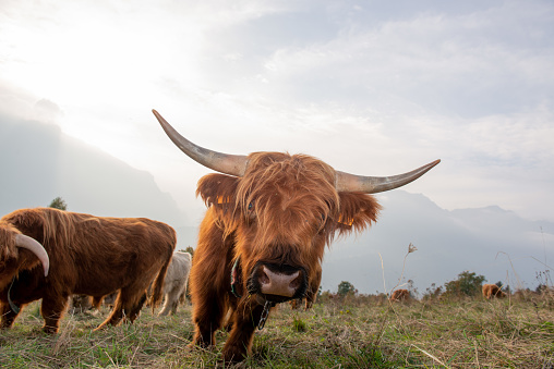 Highlanad cattle breed is known for its rusticity and its resistance to extreme environments