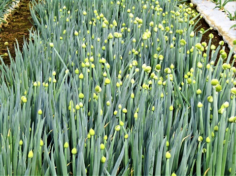 Green onion leaves are in a pot on the yellow background with a crown. No harvest 2020 because  of coronavirus. Copy space. Create immunity at home.