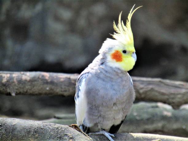 istock Japan. Parrot. Portrait. 1434254440