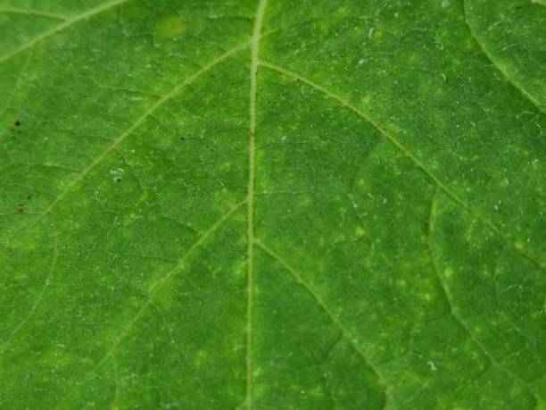 fundo de folha de abóbora verde resumo da natureza, detalhe, natural e pano de fundo, textura no papel de parede, verão ou temporada de primavera. - cucurbitales - fotografias e filmes do acervo