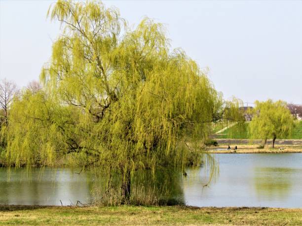 istock Japan. End of March. Pond with weeping willows around. Impression. 1434254680