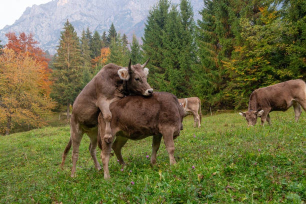 istock Cow grazing in the mountain 1434254723