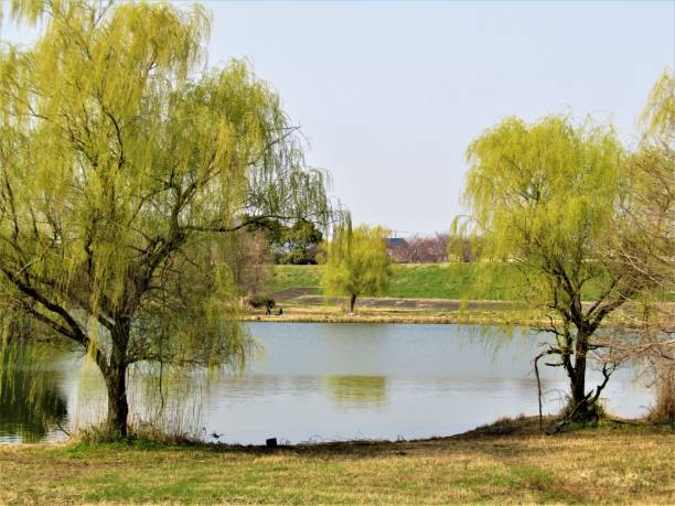 istock Japan. End of March. Pond with weeping willows around. Impression. 1434254747