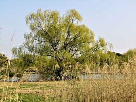 Worm's-eye view of a fresh green weeping willow with spring's clear blue sky in the background