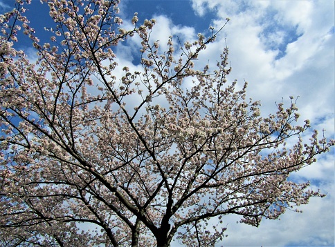 Japan. Cherry Bblossom.