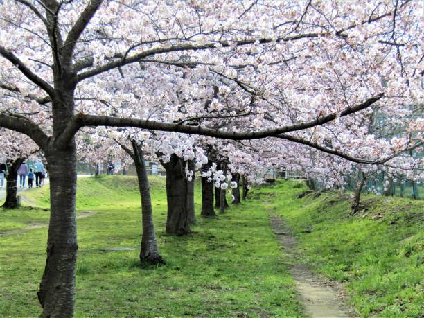 日本。3月末。花の咲く桜公園。