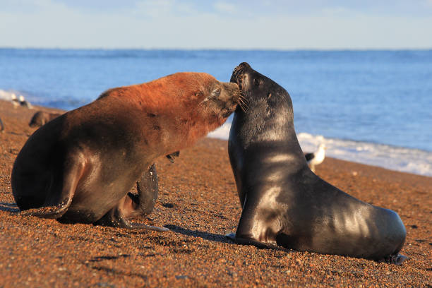 South American sea lions or southern sea lions or patagonian sea lions, Otaria flavescens, kissing each other on the beach of Punta Norte in the Valdes Peninsula, Patagonia, Argentina stock photo