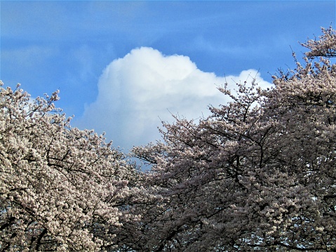 March 27, 2021 Yokohama City, Kanagawa Prefecture, Japan\nPeople enjoying cherry blossom viewing at the plaza of Yokohama's famous Negishi Forest Park