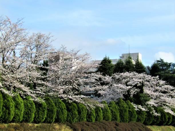 istock Japan. End of March. Cherry blossom is everywhere. 1434260448