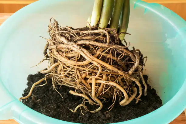 The root system of a houseplant zamiokulkas, which must be divided, cut and transplanted into a new nutrient soil.
