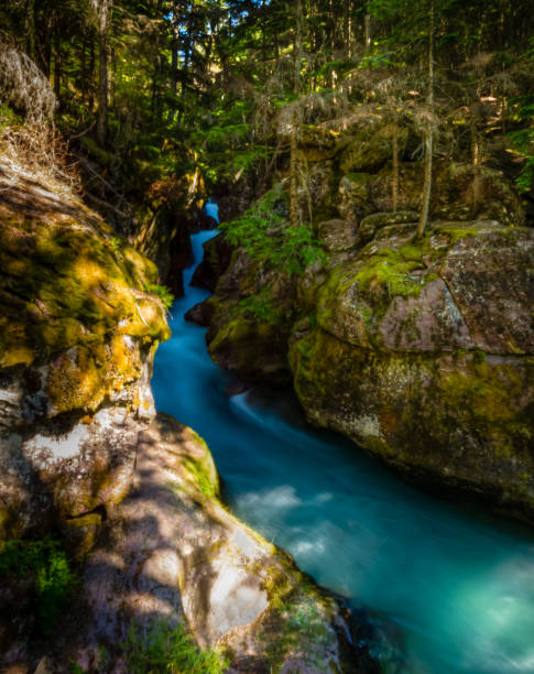 avalanche gorge - flathead national forest photos et images de collection