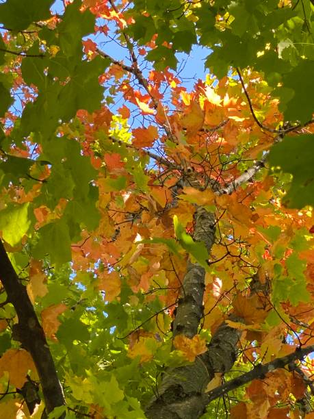 istock Autumn Leaves Beginning To Turn 1434261963