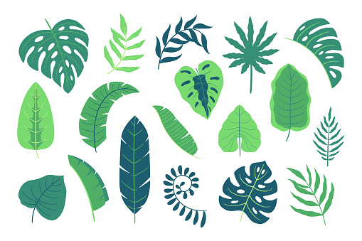 Set of Green Tropical Leaves, Rainforest Decorative Elements, Summer Exotic Foliage Isolated on White Background. Cartoon Plant Branches, Organic Flora, Botany Jungle Leaves. Vector Illustration