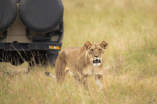 Lion as seen on the Serengeti, Tanzania