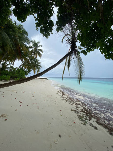 istock Maldives, ocean, sea, beach, palm trees 1434267101