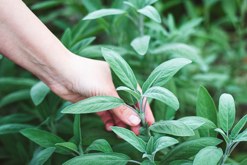 Hand picking fresh sage in herbs garden, growing sage for food and medicinal purposes
