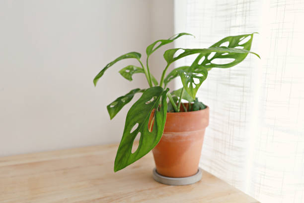 istock Monstera adansonii, modern houseplant in pot 1434270125