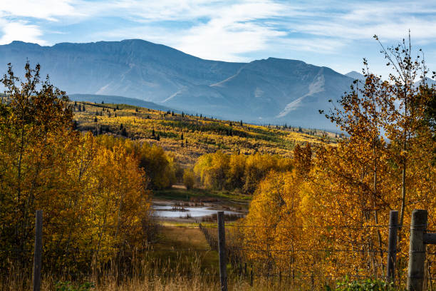 a fenceline break in a forest of autumn colors leads down to a pond, mountain in background A mountain stands in the background under blue cloudy sky with a forest of ash and poplar trees in autumn colours on rolling foothills in the foreground.  There is a break in the trees where a fence runs down to a pond.  Near Waterton Lake deep focus stock pictures, royalty-free photos & images