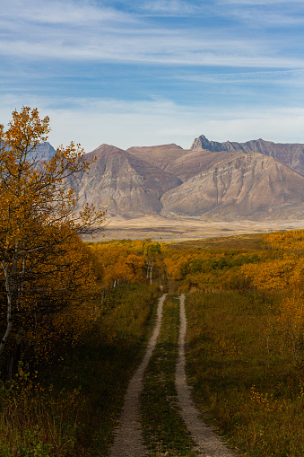 A lane for vehicle travel has been naturally worn into the ground over time, leading through a forest and bush area over hills and through valleys towards mountains.  In Autumn.  Waterton area, Alberta
