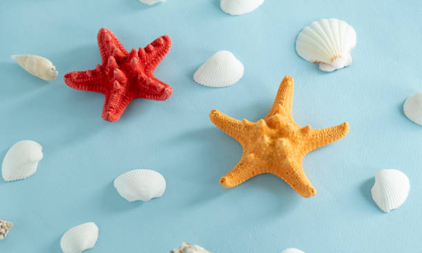 istock beach scene concept with sea shells and starfish on a blue background 1434273026