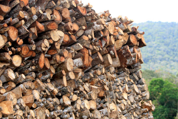 gandu, bahia, brazil - october 6, 2022: truck loading wood log from deforestation of rainforest in southern Bahia.