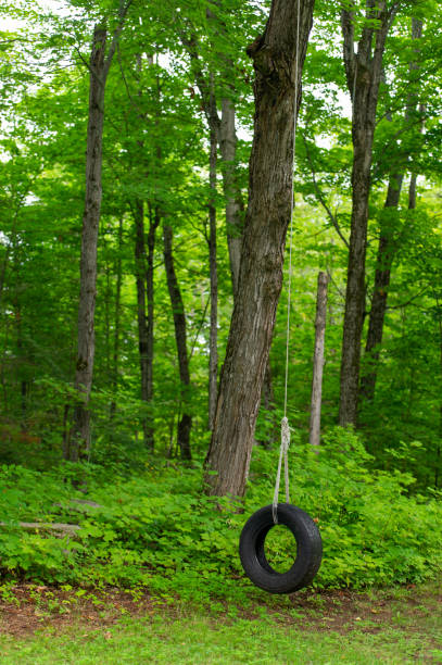 istock Tire swing on a tree in the garden 1434277758