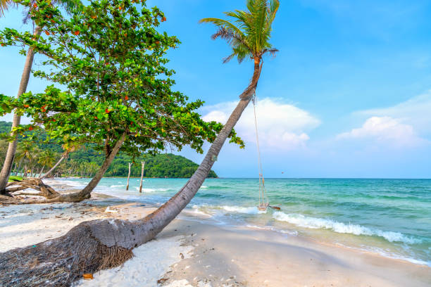 Seascape with tropical palms on beautiful Sao sandy beach in Phu Quoc island, Vietnam
