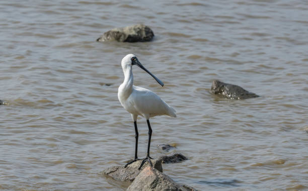 심천 중국에서에서 저어새 검은 얼굴 - black faced spoonbill 뉴스 사진 이미지