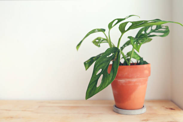 istock Monstera adansonii, modern houseplant in pot 1434284175