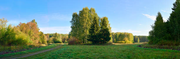 istock Forest park in early autumn 1434285507