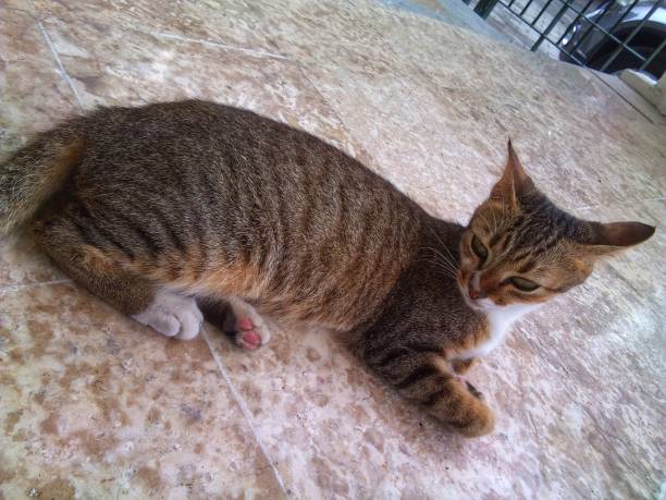 istock Cats are very cute and adorable animals 1434285564