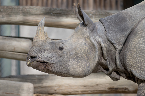 Close-up of a rhinoceros in profile seen from the side as an animal portrait of protected and worthy of protection big game animals.