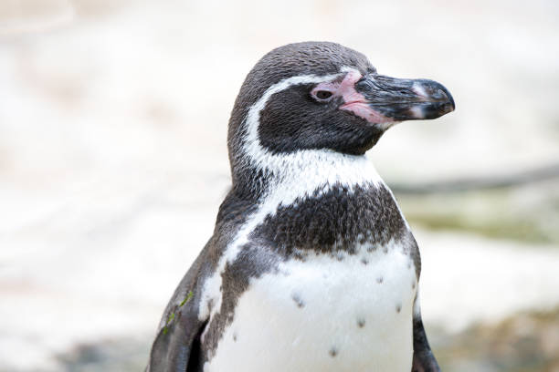 seitliches profil nahaufnahme königspinguin-tierporträt - nobody beak animal head penguin stock-fotos und bilder