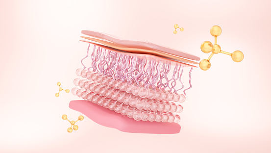 Capa celular de la piel y moléculas de suero photo