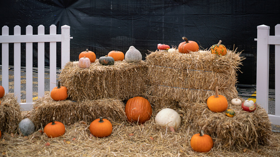 Different kinds of Pumpkins and Gourds on some Haybales