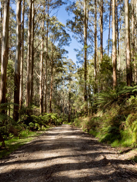 istock Beautiful fern and tall tree road 1434288323