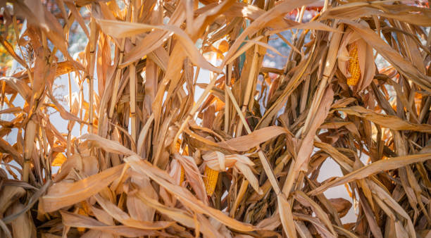 Autumn Season - Dried out Corn Stalks stock photo