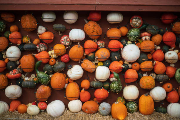 Different kinds of Pumpkins and Gourds on a wall