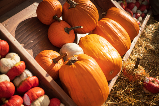 Autumn Harvest and Holiday still life. Happy Thanksgiving Background. Selection of various pumpkins on dark wooden background. Autumn vegetables and seasonal decorations.