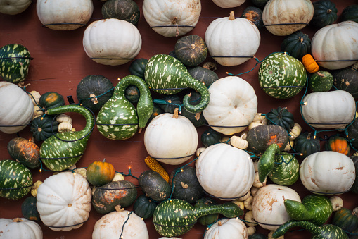 Different kinds of Pumpkins and Gourds on a wall