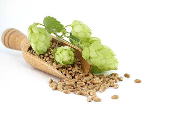 Green fresh hop head - variety Premiant - fruit of the Czech hop plant (Humulus lupulus) on white background, Zatec in Czech Republic.