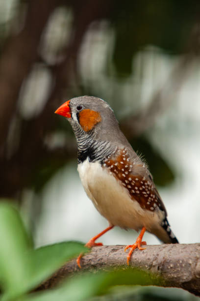 Zebra finch. birds Zebra finch. birds zebra finch stock pictures, royalty-free photos & images